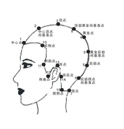 頭部七條基準線|【髮型設計系列】15個基準點及7條主分區線的位置與作用